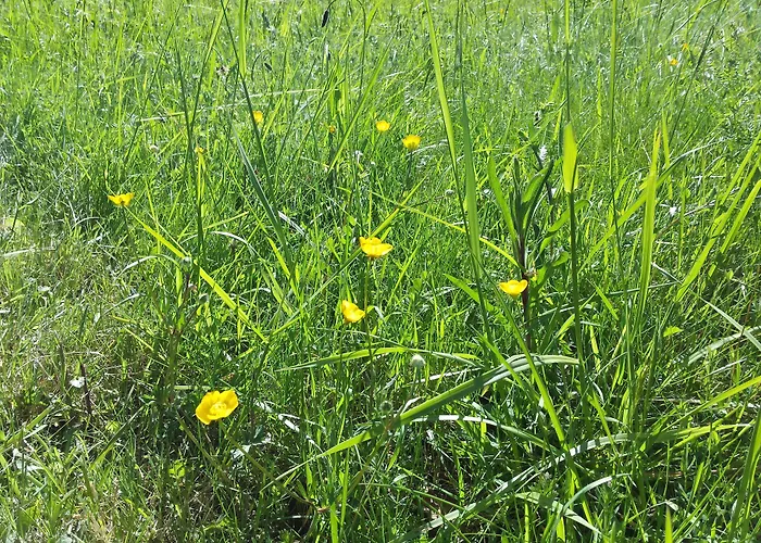 13 Bees